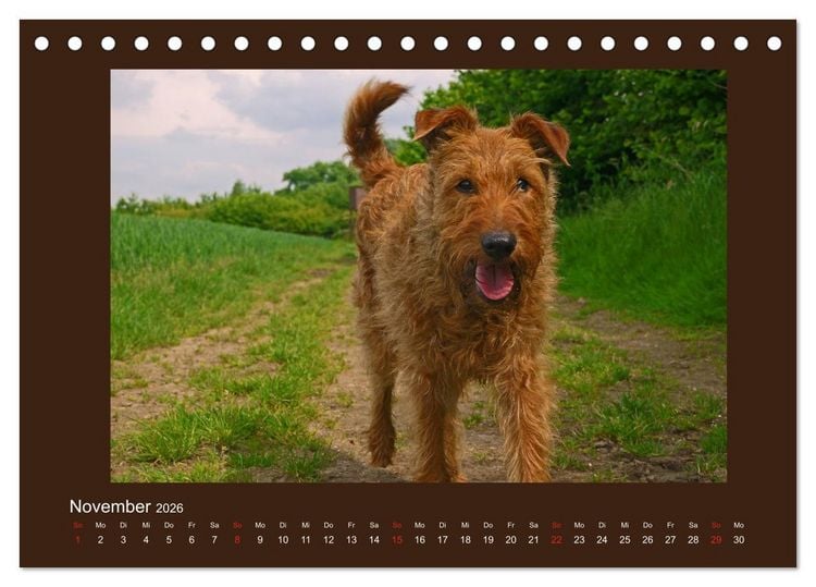 Produktbild: Kelly, der Irish Terrier - innen und au&szlig;en aus Gold (Tischkalender 2026 DIN A5 quer), CALVENDO Monatskalender