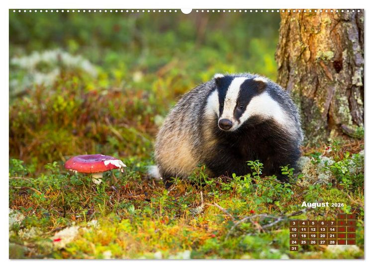 Produktbild: Tiere in freier Wildbahn by VogtArt (hochwertiger Premium Wandkalender 2026 DIN A2 quer), Kunstdruck in Hochglanz