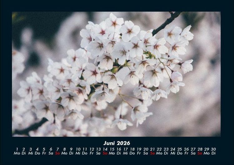 Produktbild: Blumentr&auml;ume 2026 Fotokalender DIN A4