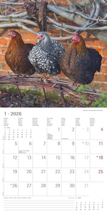 Produktbild: Hühner 2026 - Broschürenkalender 30x30 cm (30x60 geöffnet) - Kalender mit Platz für Notizen - Hühner - Bildkalender - Wandkalender - Hühnerkalender