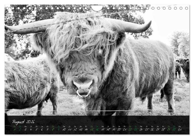 Produktbild: Highland Cattle vom Nordlicht - Faszination Hochland Rind (Wandkalender 2026 DIN A4 quer), CALVENDO Monatskalender