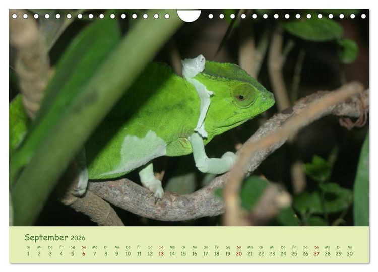 Produktbild: Augenblicke der Cham&auml;leons (Wandkalender 2026 DIN A4 quer), CALVENDO Monatskalender