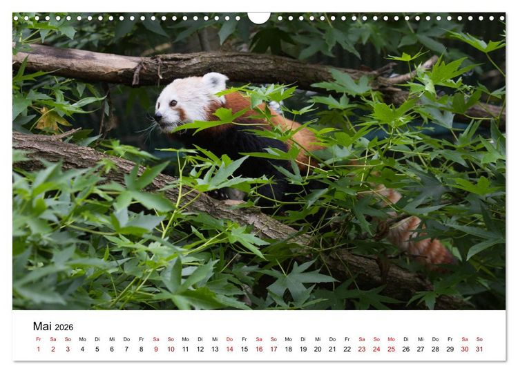 Produktbild: Rote Pandas - geschickte Kletterer (Wandkalender 2026 DIN A3 quer), CALVENDO Monatskalender