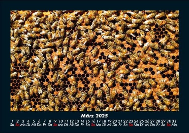 Produktbild: Bienen 2025 Fotokalender DIN A5