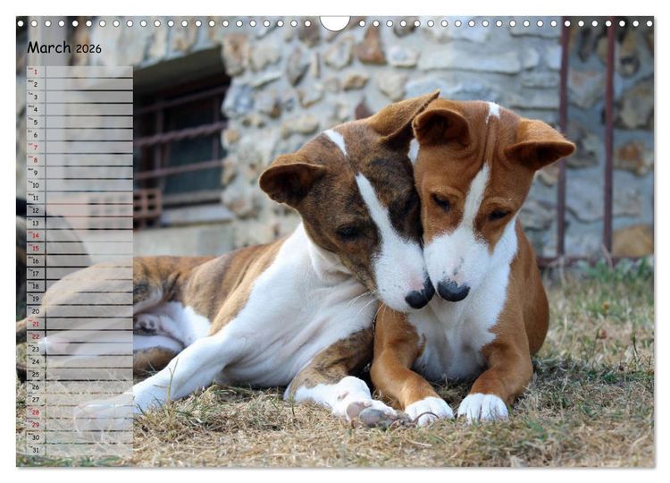Produktbild: Basenji the African Barkless Dog (Wall Calendar 2026 DIN A3 landscape), CALVENDO 12 Month Wall Calendar