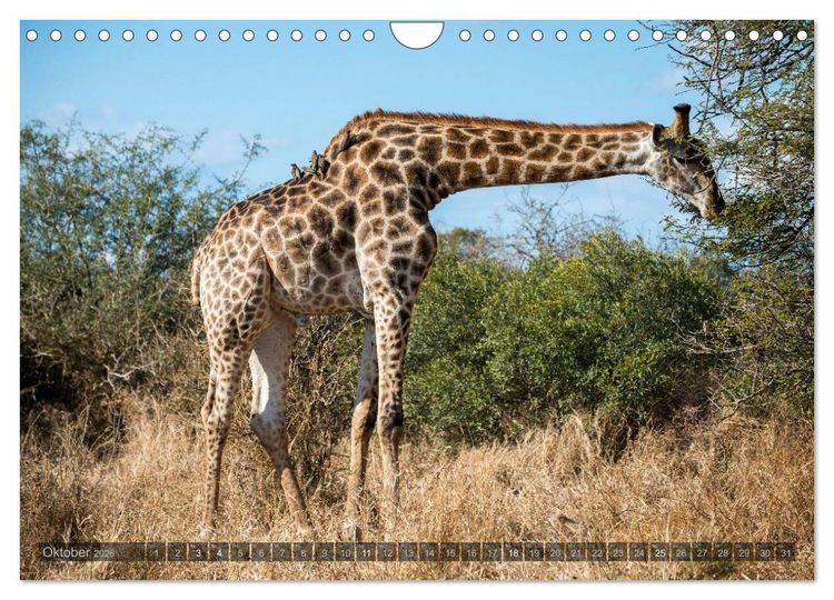 Produktbild: S&uuml;dafrika - Die Tierwelt (Wandkalender 2026 DIN A4 quer), CALVENDO Monatskalender