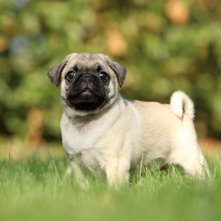 Produktbild: M&ouml;pse / Puglets 2027