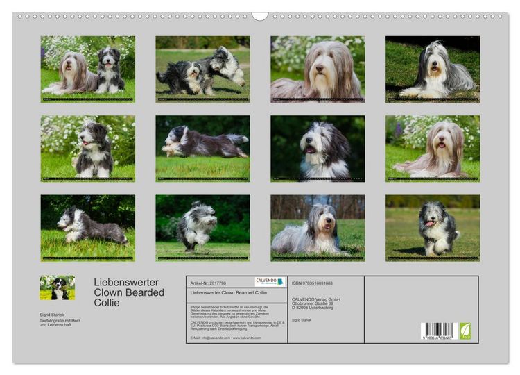 Produktbild: Liebenswerter Clown Bearded Collie (Wandkalender 2026 DIN A2 quer), CALVENDO Monatskalender