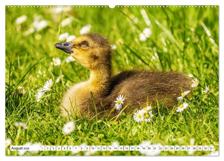 Produktbild: Flauschige Momente! Enten- und G&auml;nsek&uuml;ken im Jahreslauf (Wandkalender 2026 DIN A2 quer), CALVENDO Monatskalender