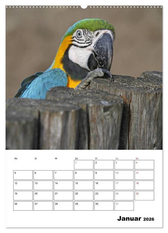 Produktbild: Papageien - Graupapagei, Rosella und Co. (hochwertiger Premium Wandkalender 2026 DIN A2 hoch), Kunstdruck in Hochglanz