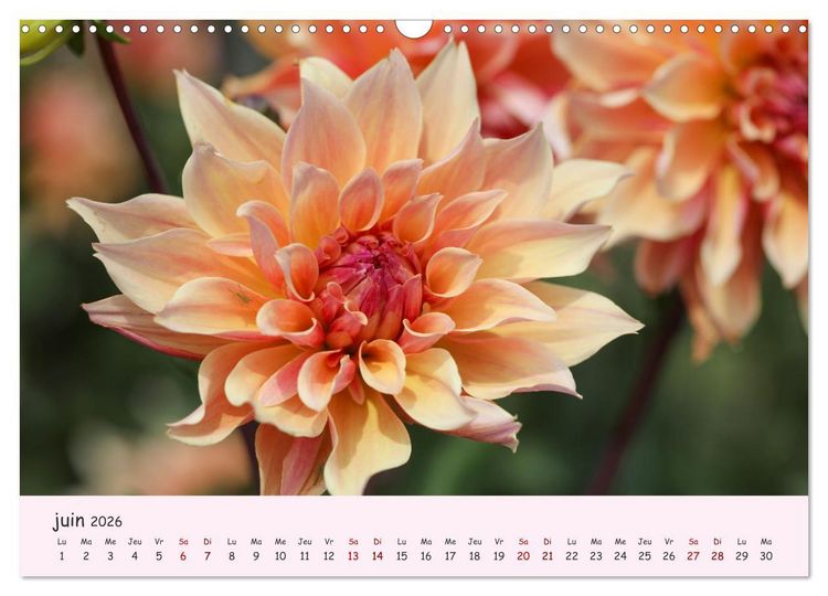 Produktbild: Les Dahlias en pleine floraison (Calendrier mural 2026 DIN A3 vertical), CALVENDO calendrier mensuel