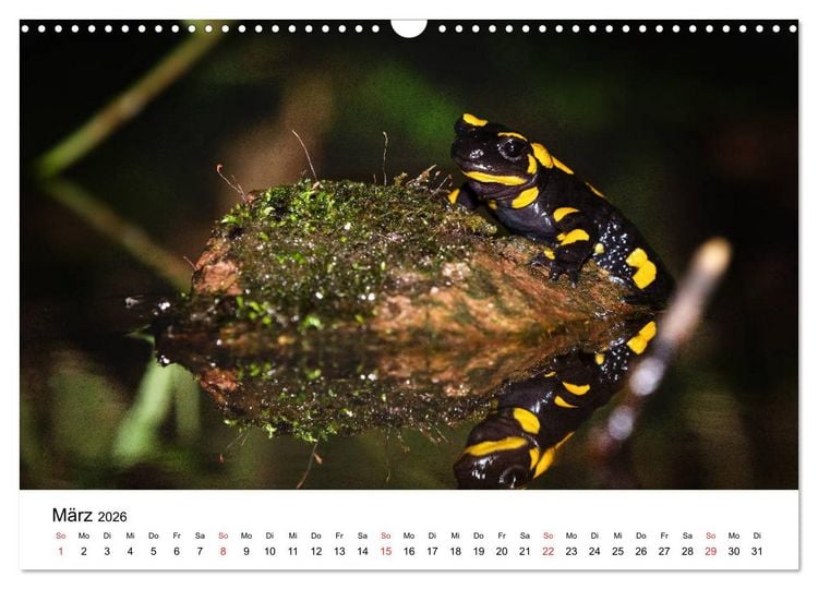 Produktbild: Unsere heimische Tierwelt (Wandkalender 2026 DIN A3 quer), CALVENDO Monatskalender