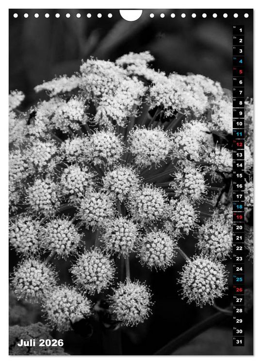 Produktbild: Blumige Graustufen - Schwarz und Wei&szlig; (Wandkalender 2026 DIN A4 hoch), CALVENDO Monatskalender