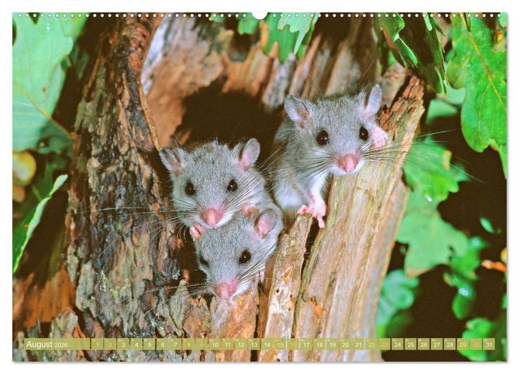 Produktbild: Wald-Kindergarten: Tierkinder im Wald (hochwertiger Premium Wandkalender 2026 DIN A2 quer), Kunstdruck in Hochglanz