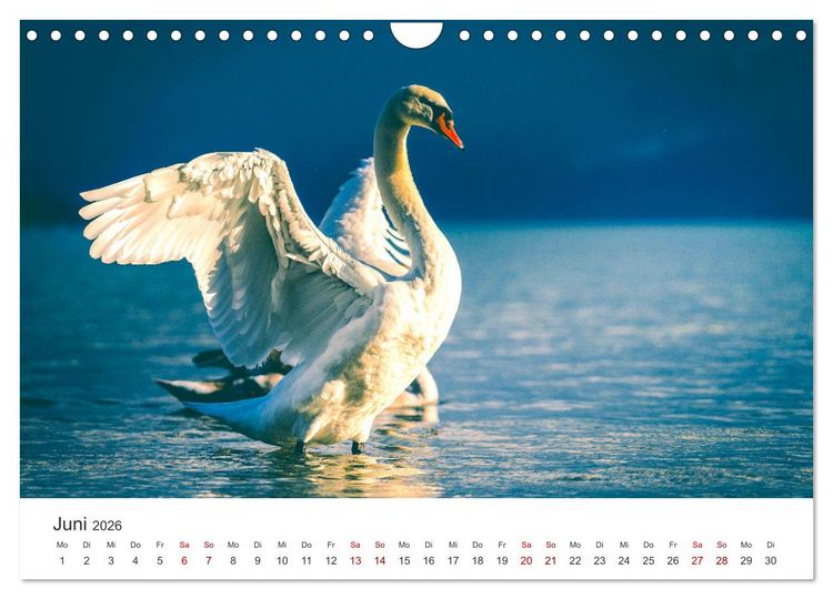 Produktbild: Schw&auml;ne - Prachtvolle Federkleider. (Wandkalender 2026 DIN A4 quer), CALVENDO Monatskalender
