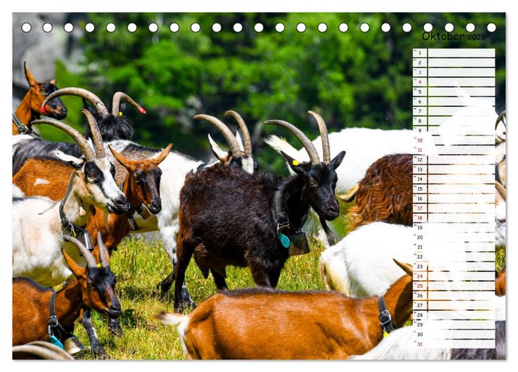 Produktbild: Ziegenfreude (Tischkalender 2026 DIN A5 quer), CALVENDO Monatskalender