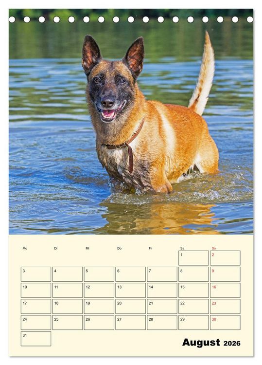 Produktbild: Familienplaner Tausendsassa Malinois (Tischkalender 2026 DIN A5 hoch), CALVENDO Monatskalender