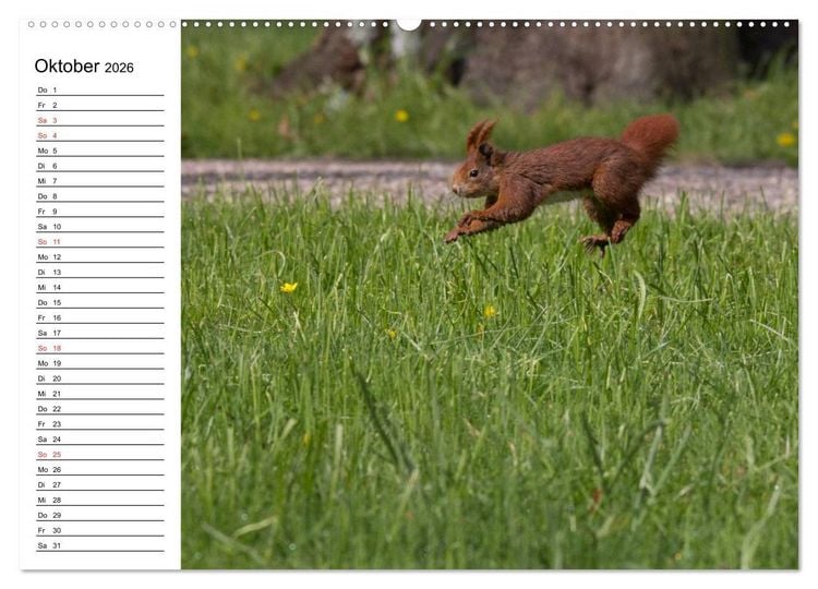 Produktbild: Mit dem Eichh&ouml;rnchen durchs Jahr (Wandkalender 2026 DIN A2 quer), CALVENDO Monatskalender