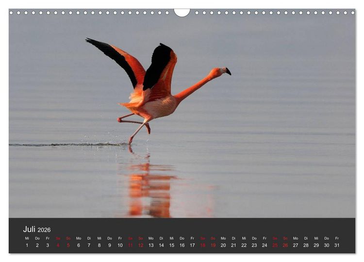 Produktbild: Pretty Flamingo (Wandkalender 2026 DIN A3 quer), CALVENDO Monatskalender