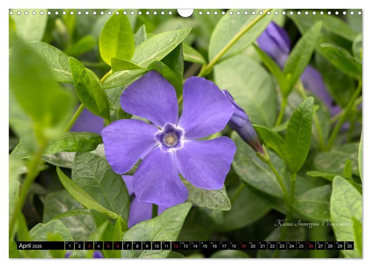 Produktbild: Zierbilder der Natur BLUMEN (Wandkalender 2026 DIN A3 quer), CALVENDO Monatskalender