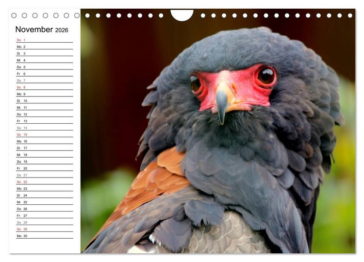 Produktbild: Greifv&ouml;gel, Eulen und K&auml;uze (Wandkalender 2026 DIN A4 quer), CALVENDO Monatskalender