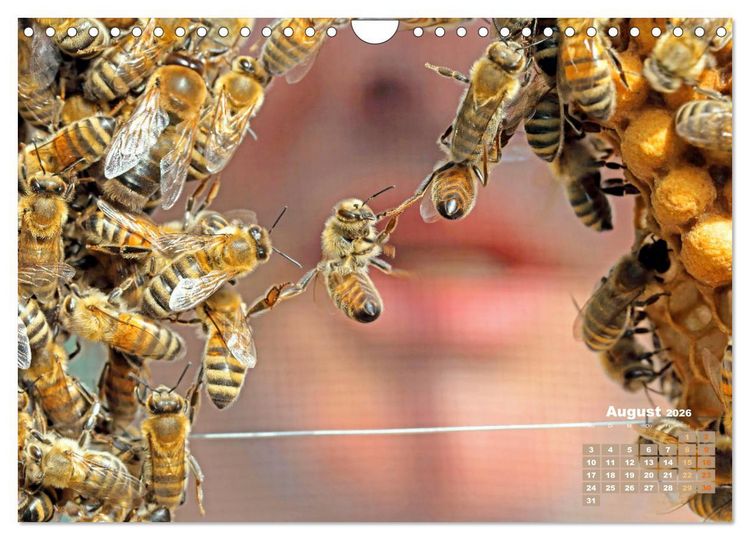 Produktbild: Ein Leben f&uuml;r den Honig - Bienen und Imker (Wandkalender 2026 DIN A4 quer), CALVENDO Monatskalender
