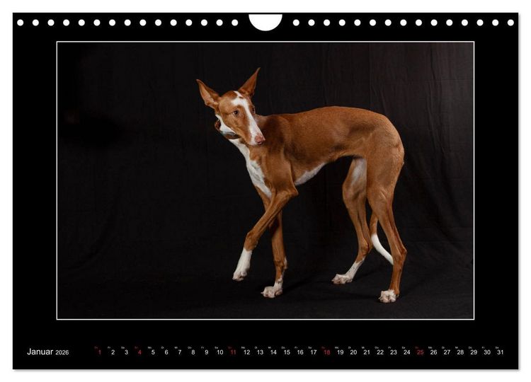 Produktbild: Windhunde - Schnelle Sch&ouml;nheiten (Wandkalender 2026 DIN A4 quer), CALVENDO Monatskalender