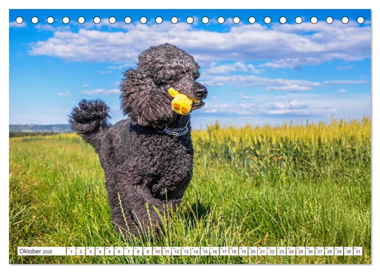 Produktbild: Pudel - Gl&uuml;ck auf vier Pfoten (Tischkalender 2026 DIN A5 quer), CALVENDO Monatskalender