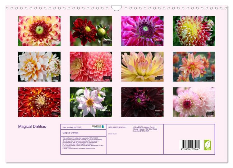 Produktbild: Magical Dahlias (Wall Calendar 2026 DIN A3 landscape), CALVENDO 12 Month Wall Calendar
