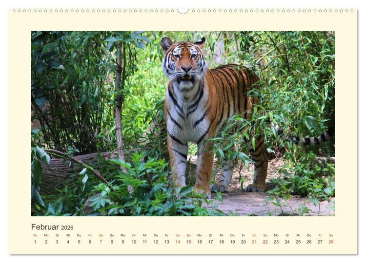 Produktbild: Sibirische Tigerportraits (hochwertiger Premium Wandkalender 2026 DIN A2 quer), Kunstdruck in Hochglanz