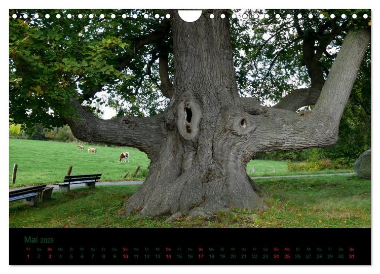 Produktbild: Baumgefl&uuml;ster (Wandkalender 2026 DIN A4 quer), CALVENDO Monatskalender