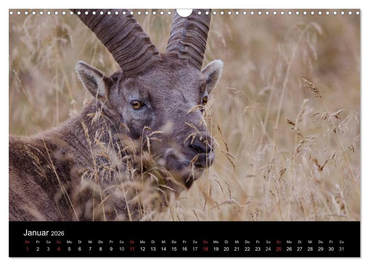 Produktbild: Steinwild in den Schweizer Voralpen (Wandkalender 2026 DIN A3 quer), CALVENDO Monatskalender