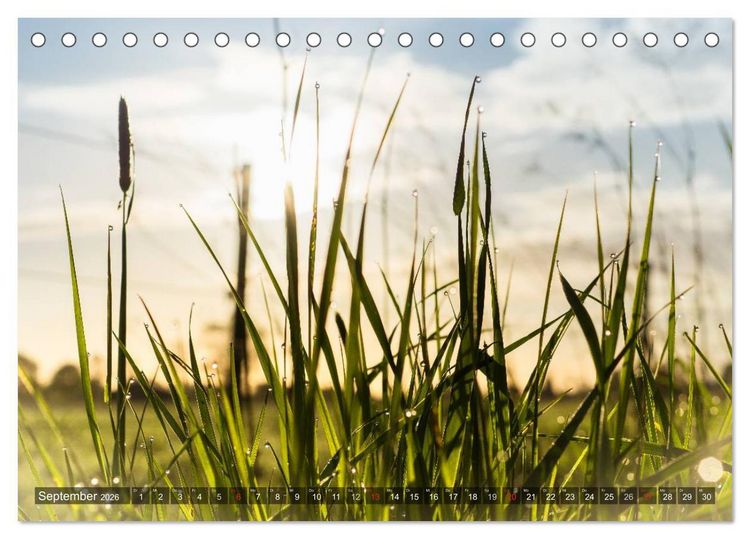 Produktbild: Feng Shui Farben - Element: Holz (Tischkalender 2026 DIN A5 quer), CALVENDO Monatskalender