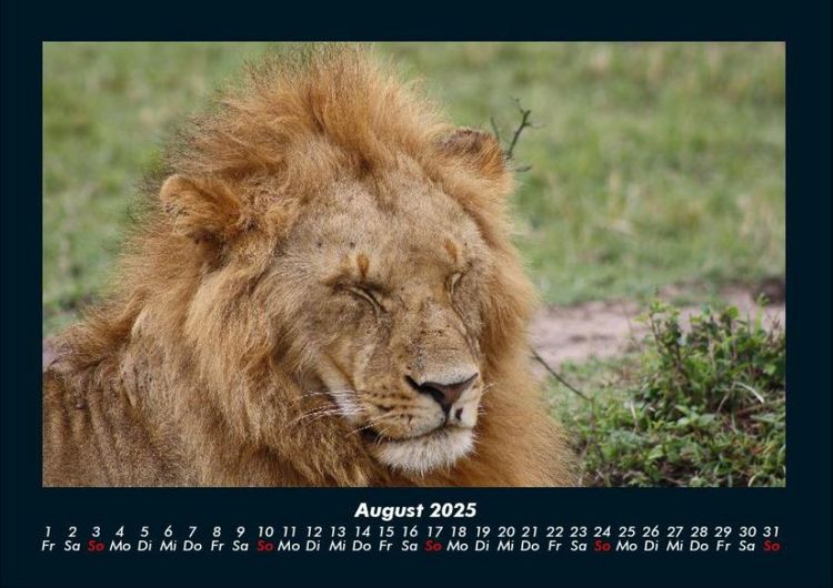 Produktbild: L&ouml;wen in der Wildnis 2025 Fotokalender DIN A4