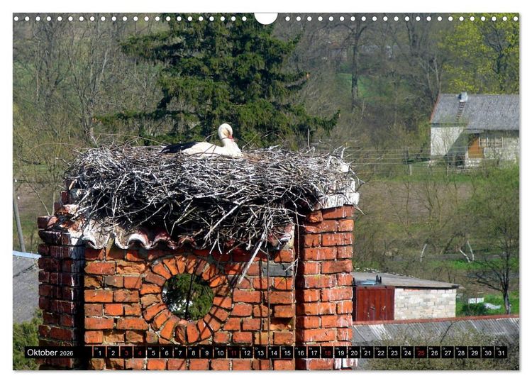 Produktbild: Im Paradies der St&ouml;rche - Dorfkirchen als Storchkirchen in Ostpreu&szlig;en (Wandkalender 2026 DIN A3 quer), CALVENDO Monatskalender
