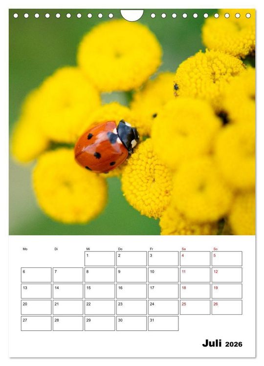 Produktbild: Insekten im Fokus (Wandkalender 2026 DIN A4 hoch), CALVENDO Monatskalender