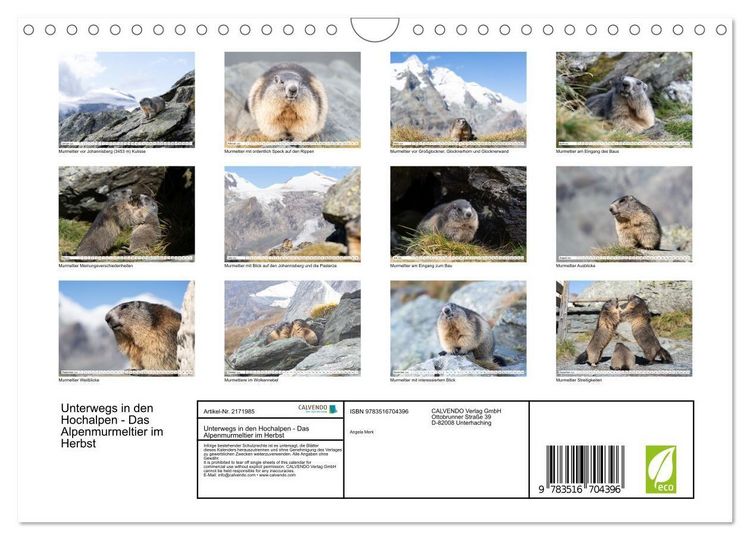 Produktbild: Unterwegs in den Hochalpen - Das Alpenmurmeltier im Herbst (Wandkalender 2026 DIN A4 quer), CALVENDO Monatskalender