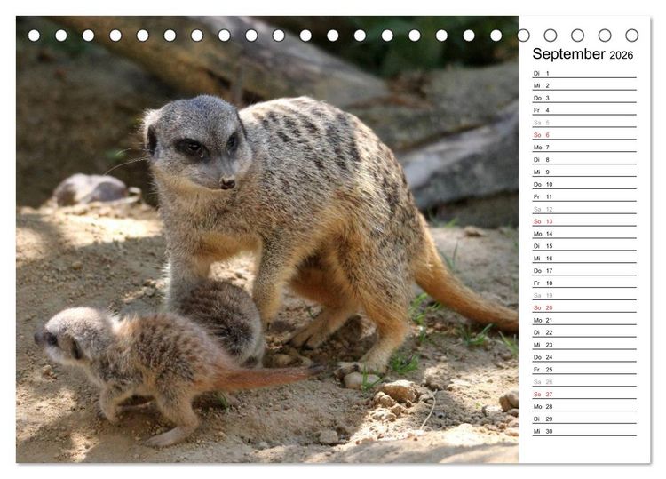 Produktbild: Erdm&auml;nnchen - Die Kobolde im Tierreich (Tischkalender 2026 DIN A5 quer), CALVENDO Monatskalender