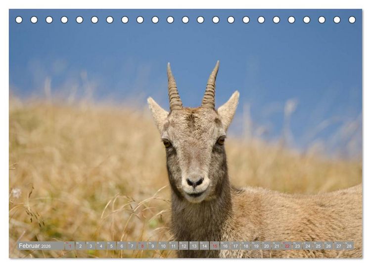 Produktbild: Steinwild am Pilatus (Tischkalender 2026 DIN A5 quer), CALVENDO Monatskalender