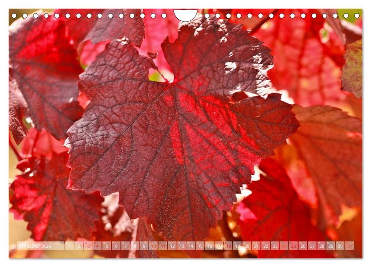 Produktbild: Wein- und Rebsorten aus Rheinland-Pfalz (Wandkalender 2026 DIN A4 quer), CALVENDO Monatskalender