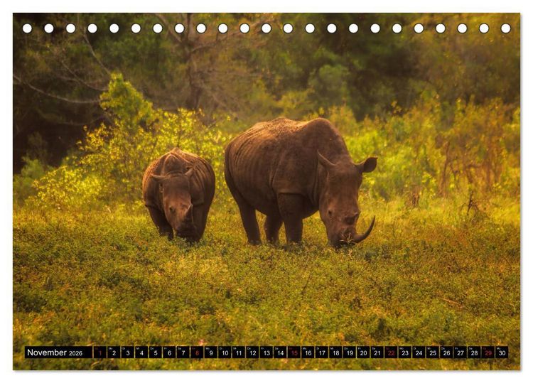 Produktbild: Afrikas Tierwelt: Nash&ouml;rner (Tischkalender 2026 DIN A5 quer), CALVENDO Monatskalender
