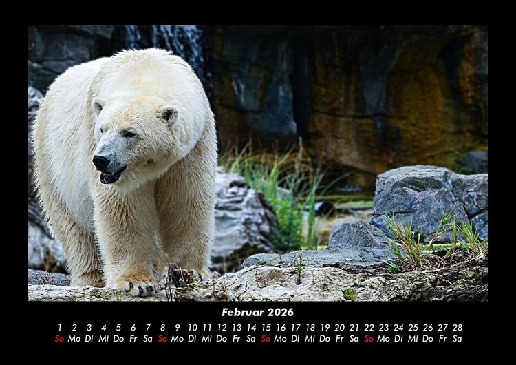 Produktbild: Pinguine & Eisb&auml;ren 2026 Fotokalender DIN A3