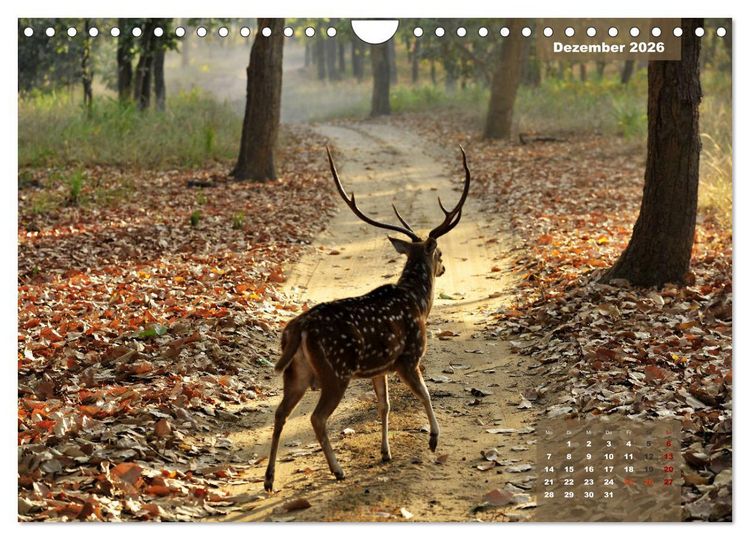 Produktbild: Wilde Tiere Indiens (Wandkalender 2026 DIN A4 quer), CALVENDO Monatskalender
