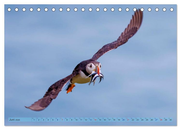 Produktbild: Papageientaucher - Farbenfrohe Flieger der Natur (Tischkalender 2026 DIN A5 quer), CALVENDO Monatskalender