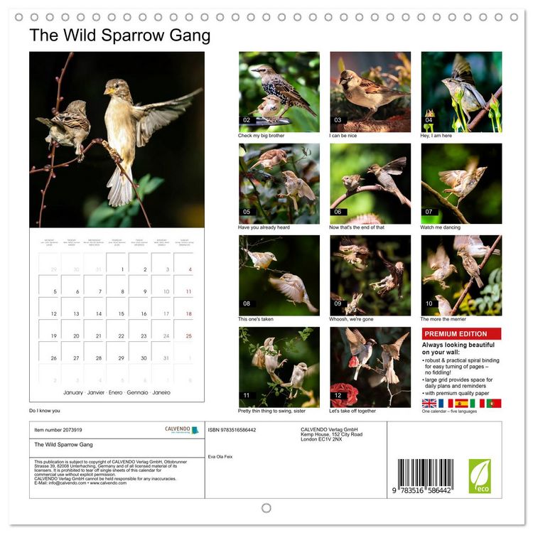 Produktbild: The Wild Sparrow Gang (Wall Calendar 2026 12 &times; 12 Inch) CALVENDO 12 Month Wall Calendar