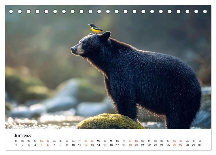 Produktbild: Beste Freunde - ein tierisch buntes Miteinander (Tischkalender 2027 DIN A5 quer), CALVENDO Monatskalender