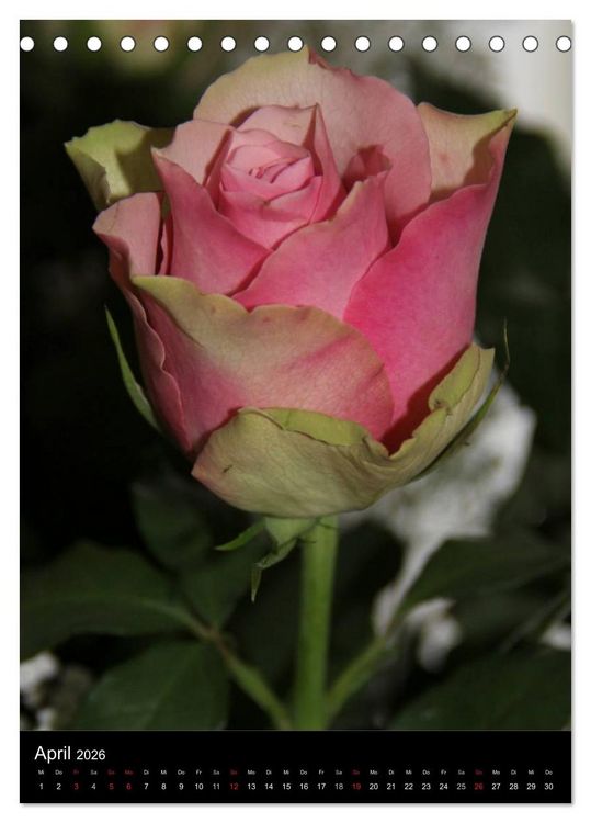 Produktbild: Zauberhafte Rosen (Tischkalender 2026 DIN A5 hoch), CALVENDO Monatskalender