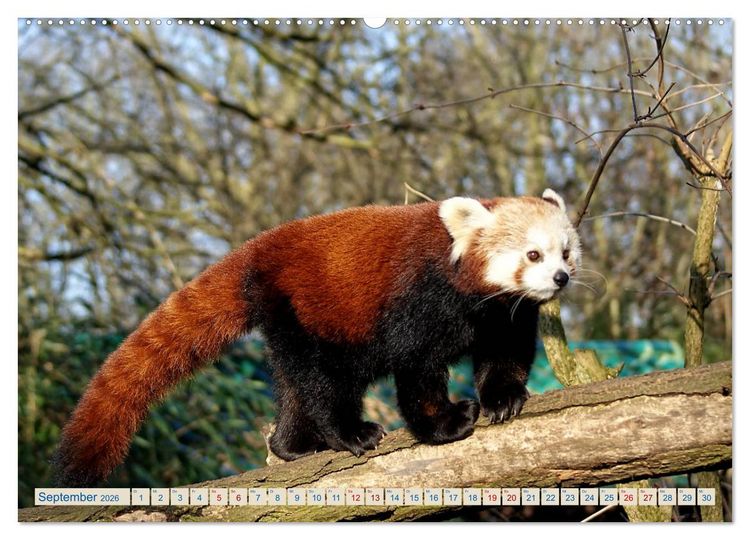 Produktbild: Kleiner Panda auf Entdeckungstour (hochwertiger Premium Wandkalender 2026 DIN A2 quer), Kunstdruck in Hochglanz