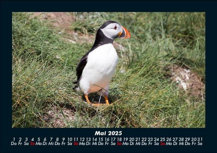 Produktbild: Welt der V&ouml;gel 2025 Fotokalender DIN A5