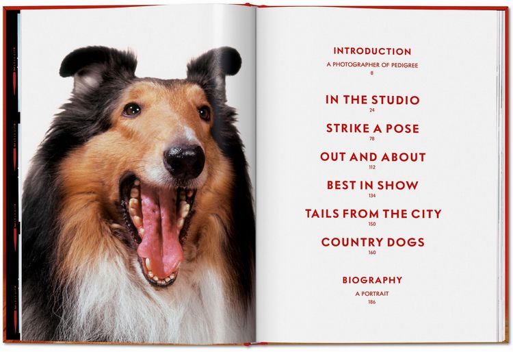 Produktbild: Walter Chandoha. Dogs. Photographs 1941&ndash;1991